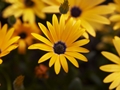 Osteospermum Lemon Osteospermum